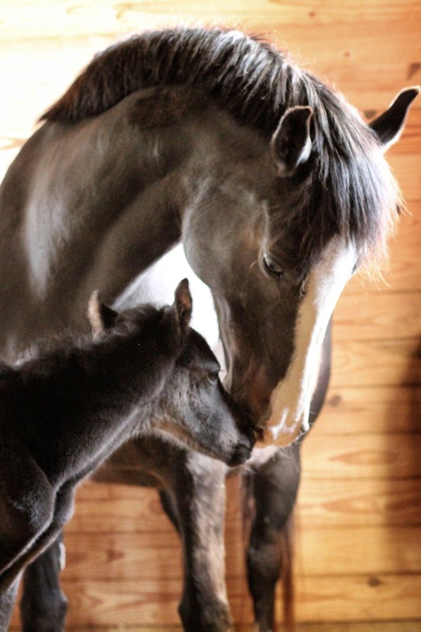 жеребенок шайра