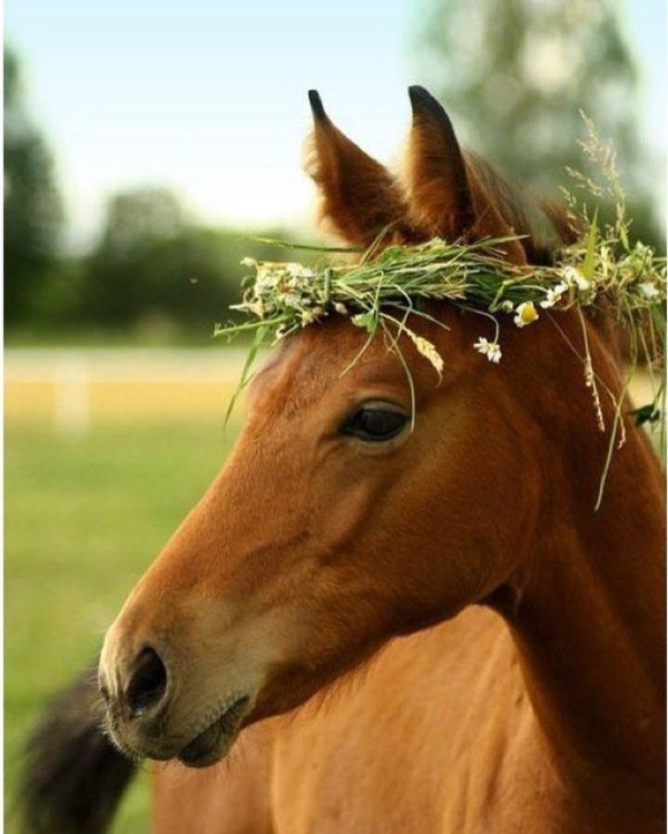 красивая лошадка