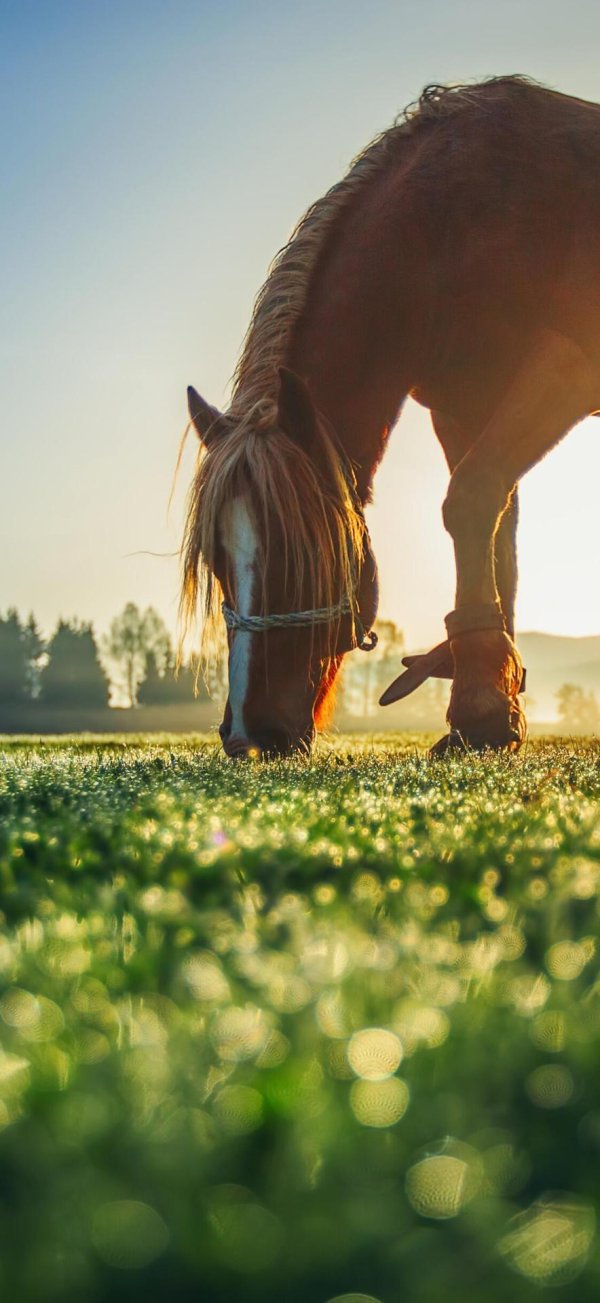 кони в поле