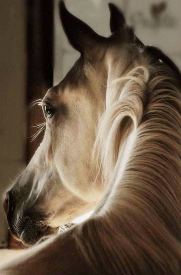 лошади красивые