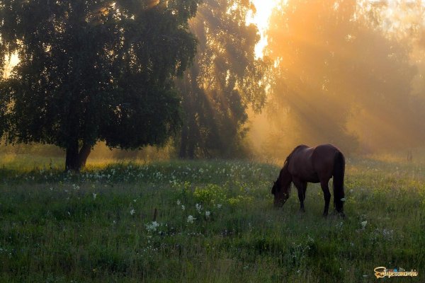 туманное утро в деревне