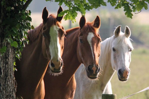 пара лошадей