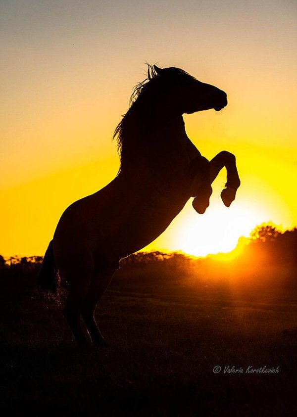 открытка с лошадью