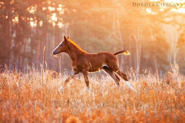 рыжий жеребенок
