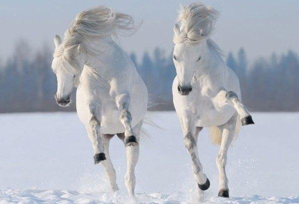белые кони