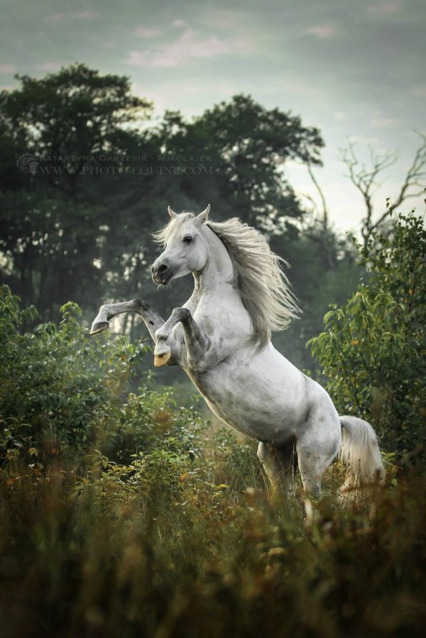 альтер реал лошадь