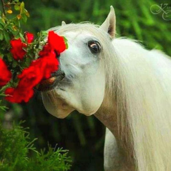 открытки с лошадьми