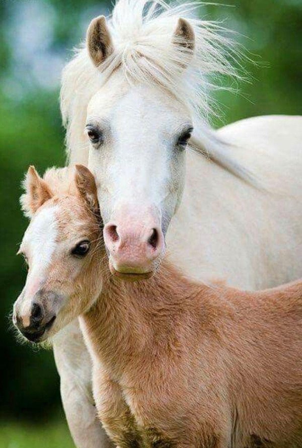 жеребенок фалабелла