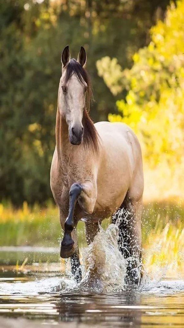 буланой кигер мустанг