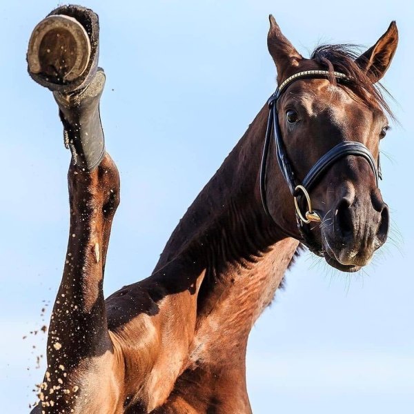 прикольная лошадь