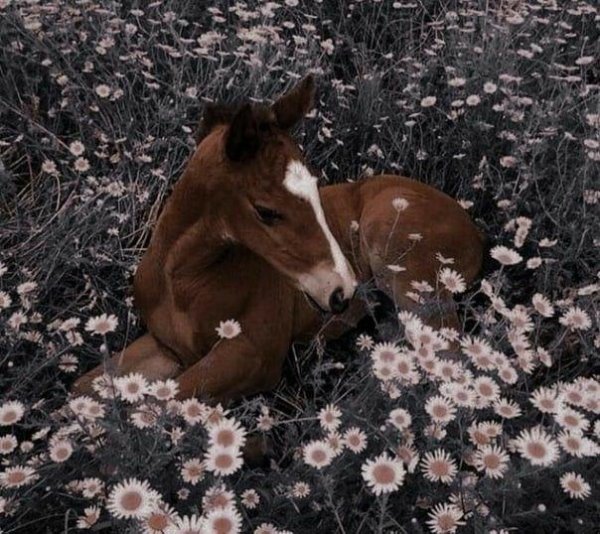 лошади и жеребята