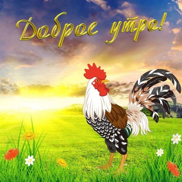 доброе утро петушок