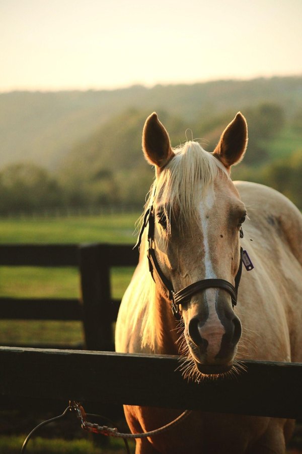 масть лошади паломино