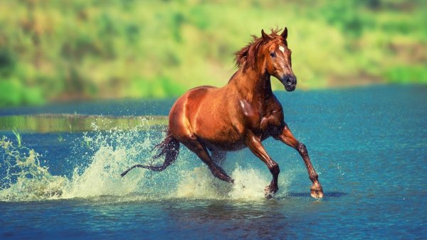 лошади бегущие по воде