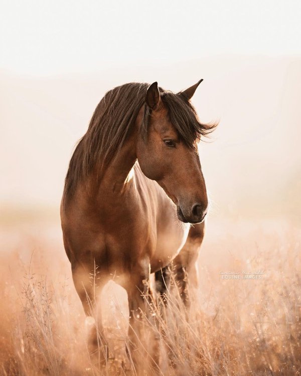 лошади вертикально