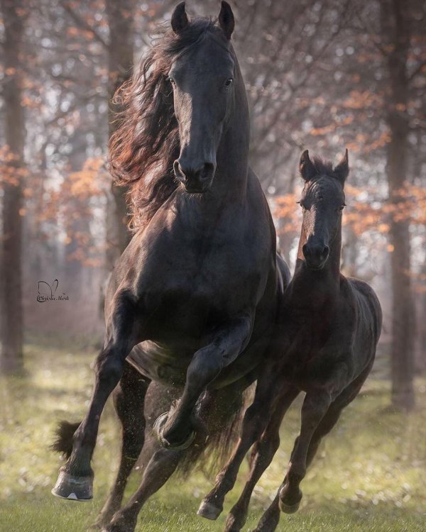 красивые кони