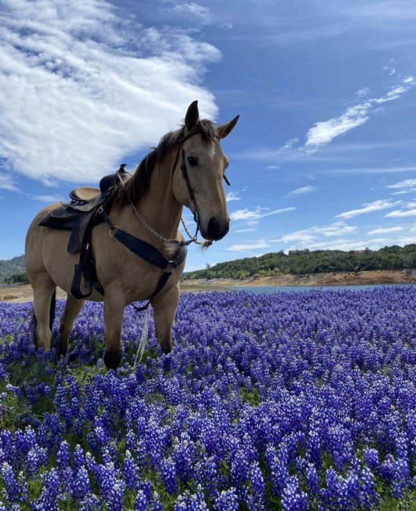 texas bluebonnet