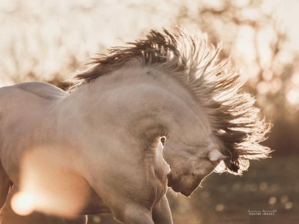 карина майвальд лошади