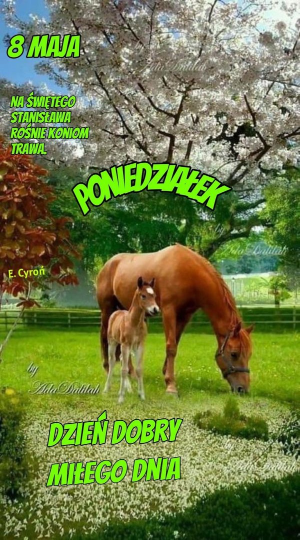 лошадь жеребенок