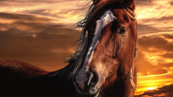 конь на закате