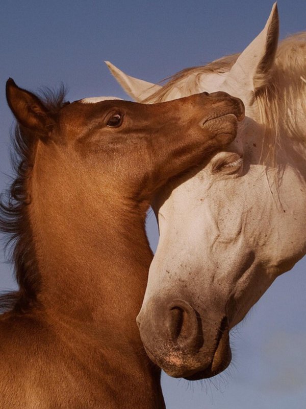 пара лошадей