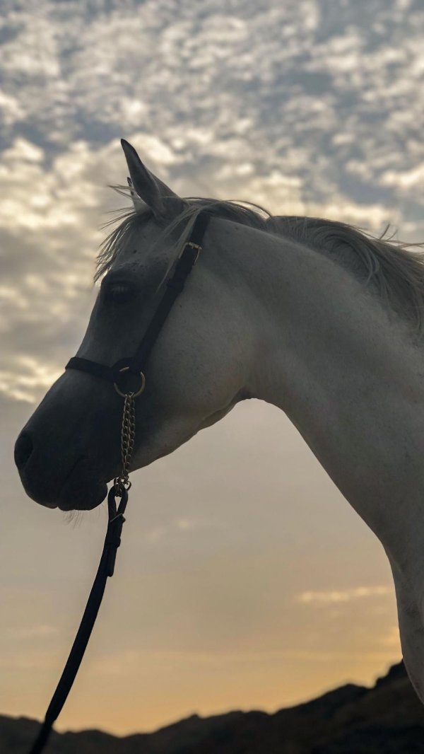 арабская лошадь