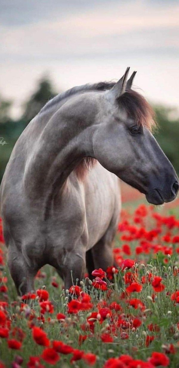 лошади в поле