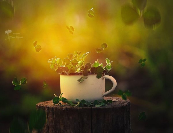 сказочного утра