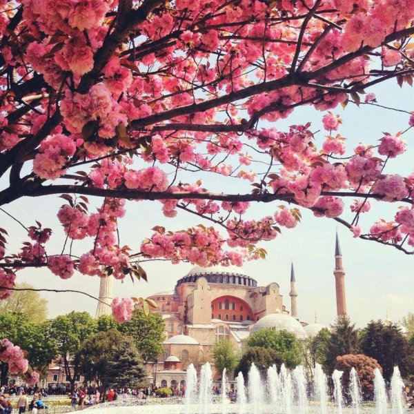 цветение в стамбуле