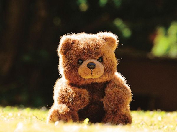 красивый медвежонок