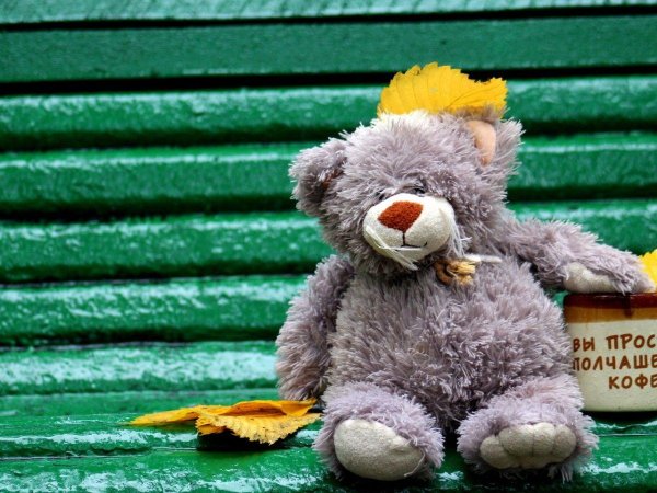 осень медвежонка