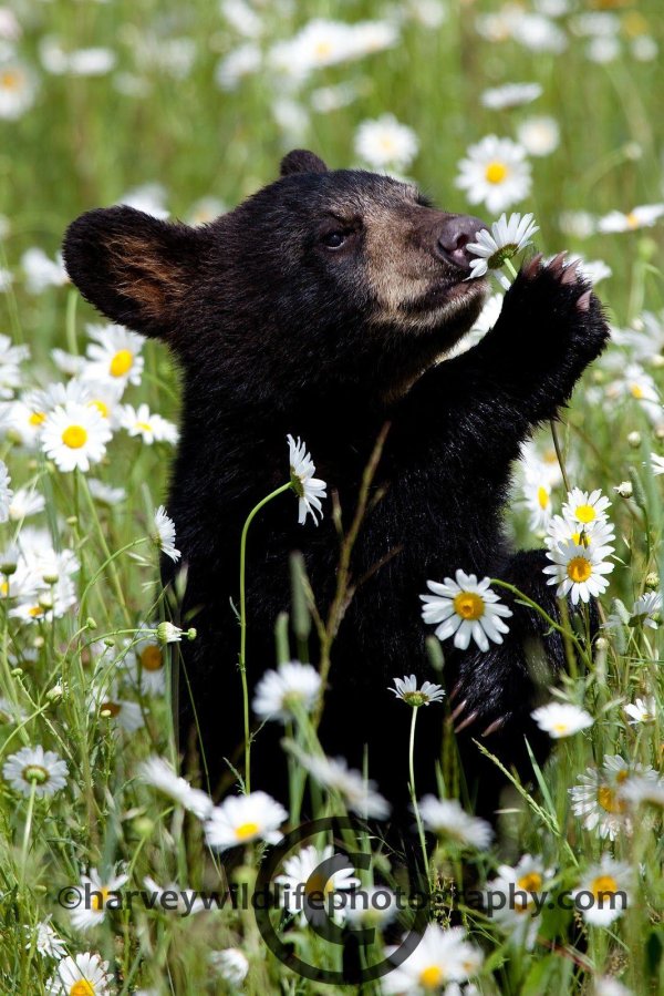 медведь в цветах