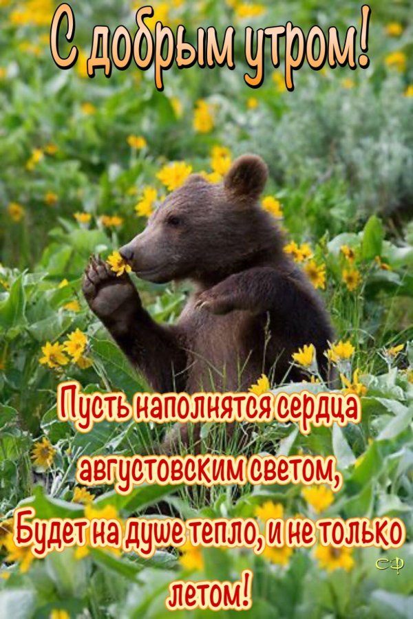 медведь весной