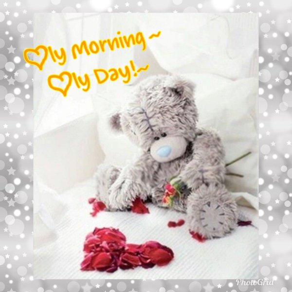 красивые мишки