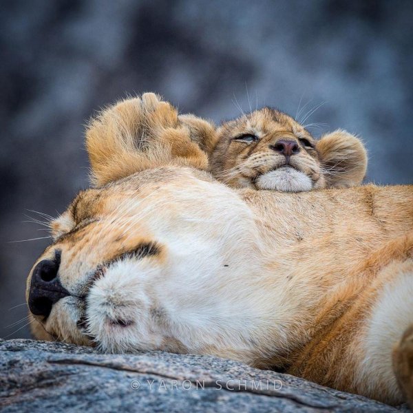 сонный львенок