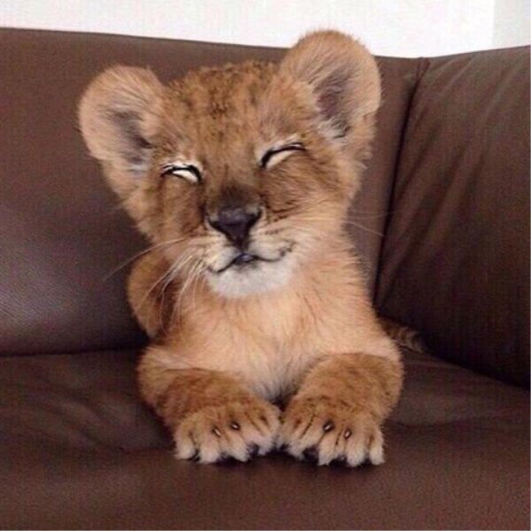 Лев доброе утро