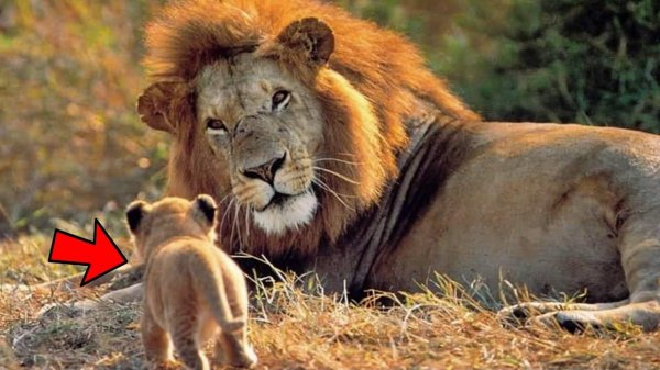 львица со львенком