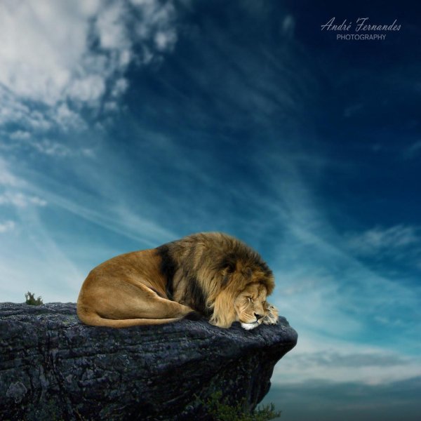 скучающий лев