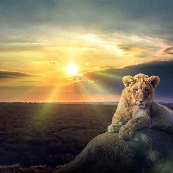 одинокая львица