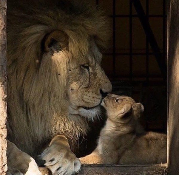 лев с львенком