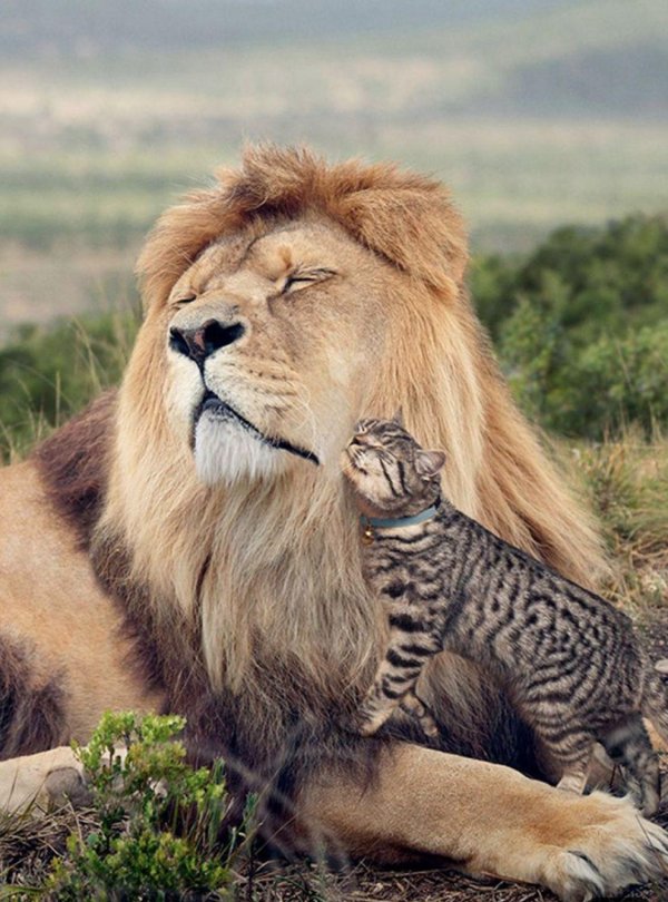 лев красивый