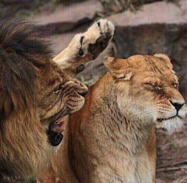 львица рычит на льва