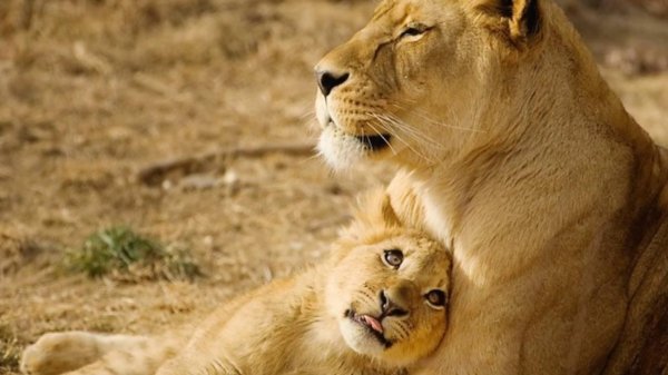 львица с двумя львятами