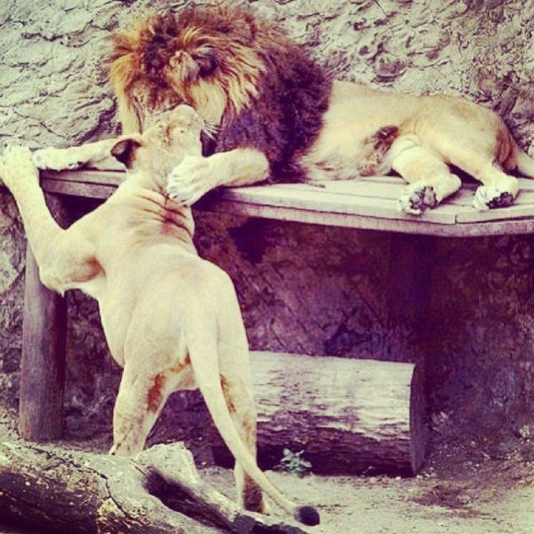 львица сидит на льве