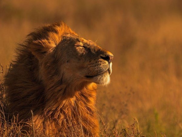 лев африка