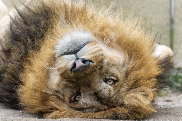 лев смешной