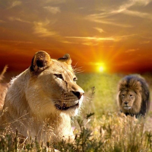 львиный прайд