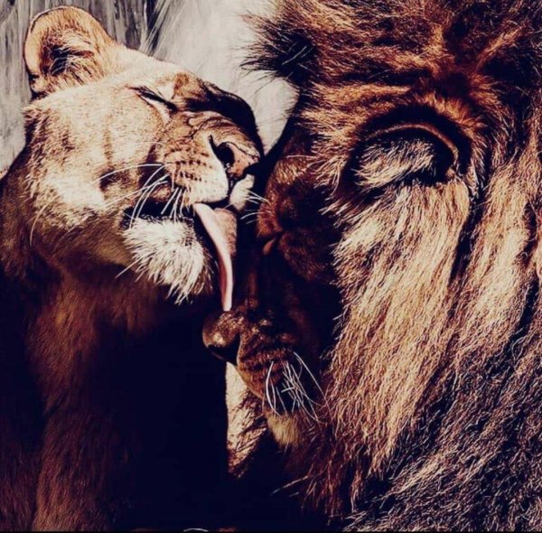 влюбленные львы