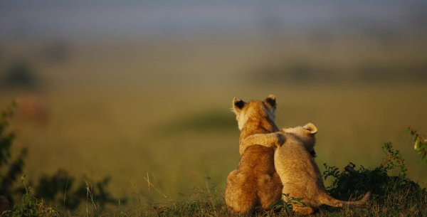 объятия животных