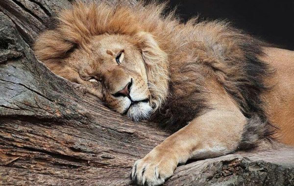 спящий львенок